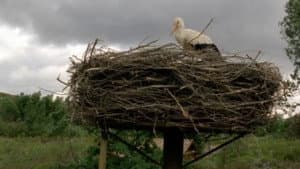 Le Vol des cigognes — foto 2