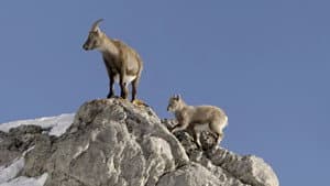 Bouquetin, la vigie des montagnes — foto 2