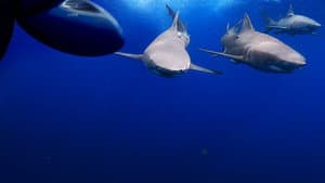Jaws vs. Boats — foto 5