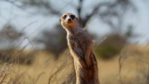 Desiertos africanos