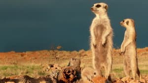 Clan of the Meerkat — foto 2