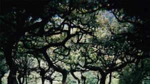 The Hedge Theater — foto 2