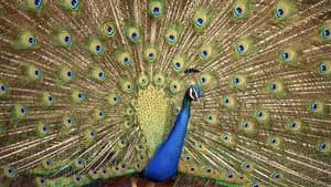 Crazy Creatures — foto 1