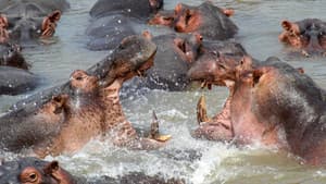 Africa's Deadliest — foto 4