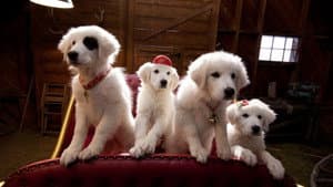 Santa Paws 2: los cachorros de Santa — foto 6