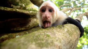 Untamed Costa Rica with Filipe DeAndrade — foto 6