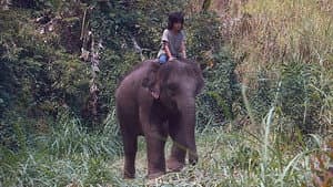 My Lucky Elephant — foto 1