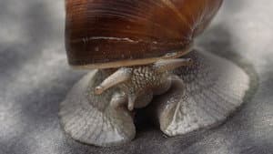 Becoming Animal — foto 1