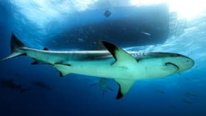 Saved From a Shark — foto 7