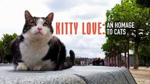 Gatos: Una oda al amor gatuno — foto 4