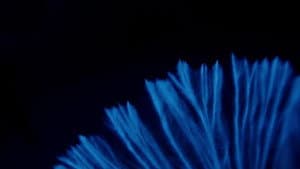 The Kingdom: How Fungi Made Our World — foto 5