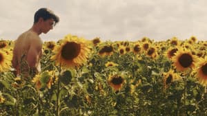 Sunflower — foto 2