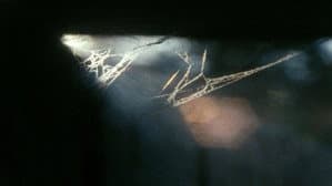 Origin of the Species — foto 2
