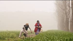 ਬਾਜਰੇ ਦਾ ਸਿੱਟਾ — foto 3