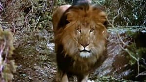 The Lion and the Horse — foto 1