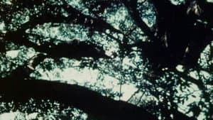 Bark-Rind — foto 3