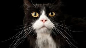 Comment le chat a conquis le monde — foto 2