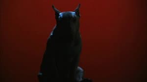 Baxter — foto 5