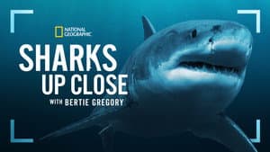 Tiburones De Cerca Con Bertie Gregory — foto 7