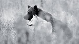 Une année parmi les loups — foto 2