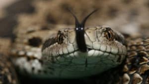 Vipera Life - Egy kígyó élete — foto 1