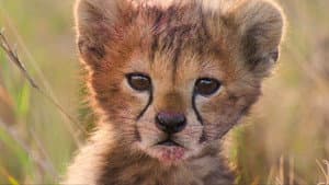 Born in Africa — foto 2