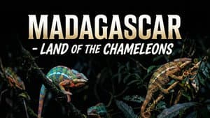 Madagascar: Land of the Chameleons — foto 1