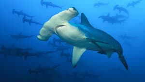 Sharkcano: Hawaii — foto 7