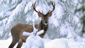 Winter am Alpenrand — foto 1
