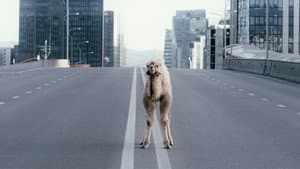 Чимээгүй хотын жолооч — foto 12