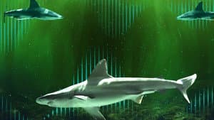Bull Shark Bandits — foto 1