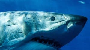 White Shark - Outside The Cage — foto 1