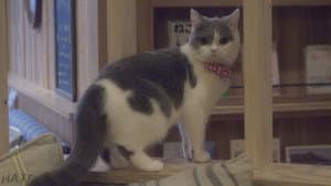 猫カフェ — foto 1