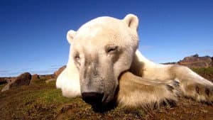 Osos Polares: Ice Bear — foto 1