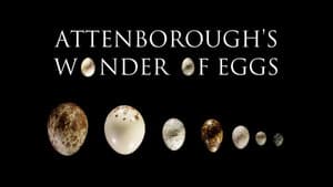 Attenborough's Wonder of Eggs — foto 1