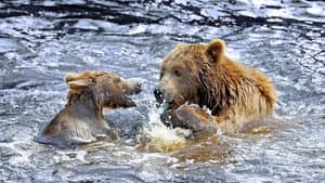 Wild Alaska — foto 2