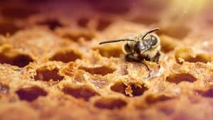 Secrets of the Bees — foto 5
