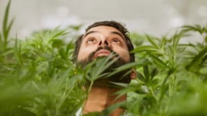 Weediquette — foto 1