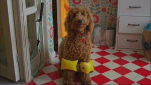 Waffle the Wonder Dog — foto 1