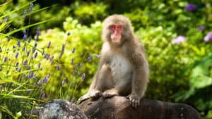 Japan: Earth's Enchanted Islands — foto 2