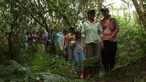 Daughters of the Forest — foto 1