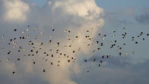 Grutto! De reis van onze nationale vogel — foto 1