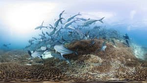 En busca del coral — foto 1