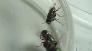 The Great Australian Fly — foto 4