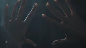 Roy — foto 1