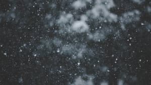 Wintergasten — foto 1