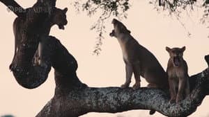 Katavi Africa's Fallen Paradise — foto 5