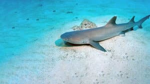 Shark Island — foto 1