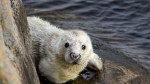 The Secret Life of the Seal — foto 1