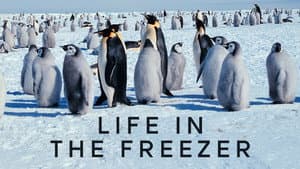 Life in the Freezer — foto 4